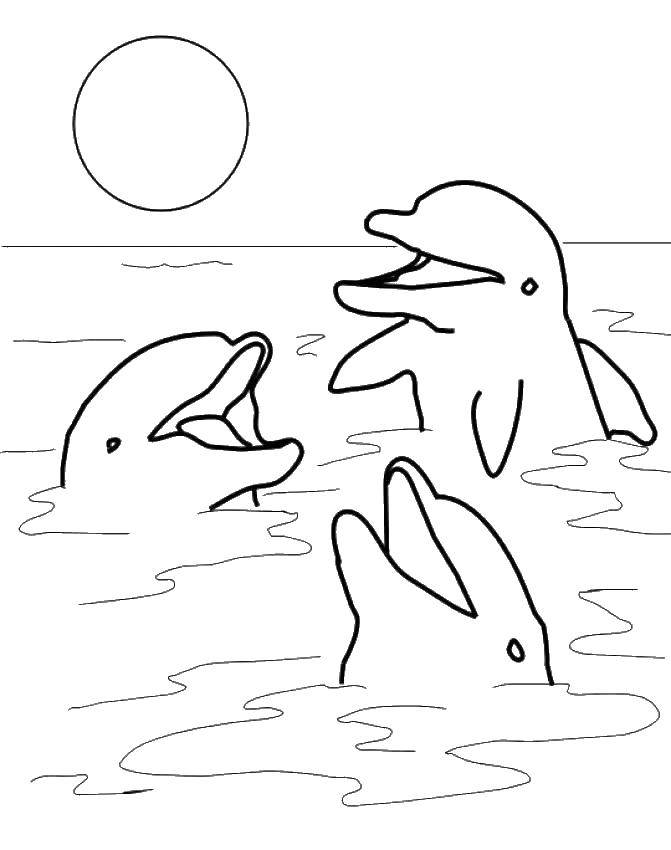   Дельфины выглядывают из воды
