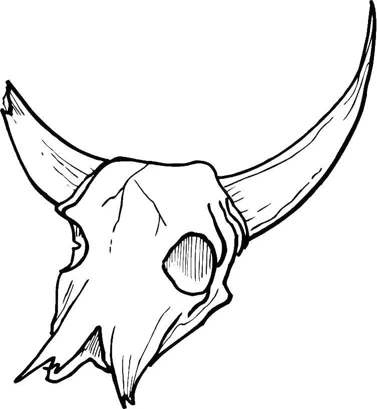   Голова быка с рогами