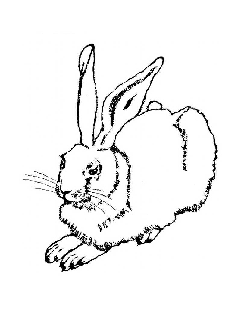 Раскраски зайцы  Рисунок зайца