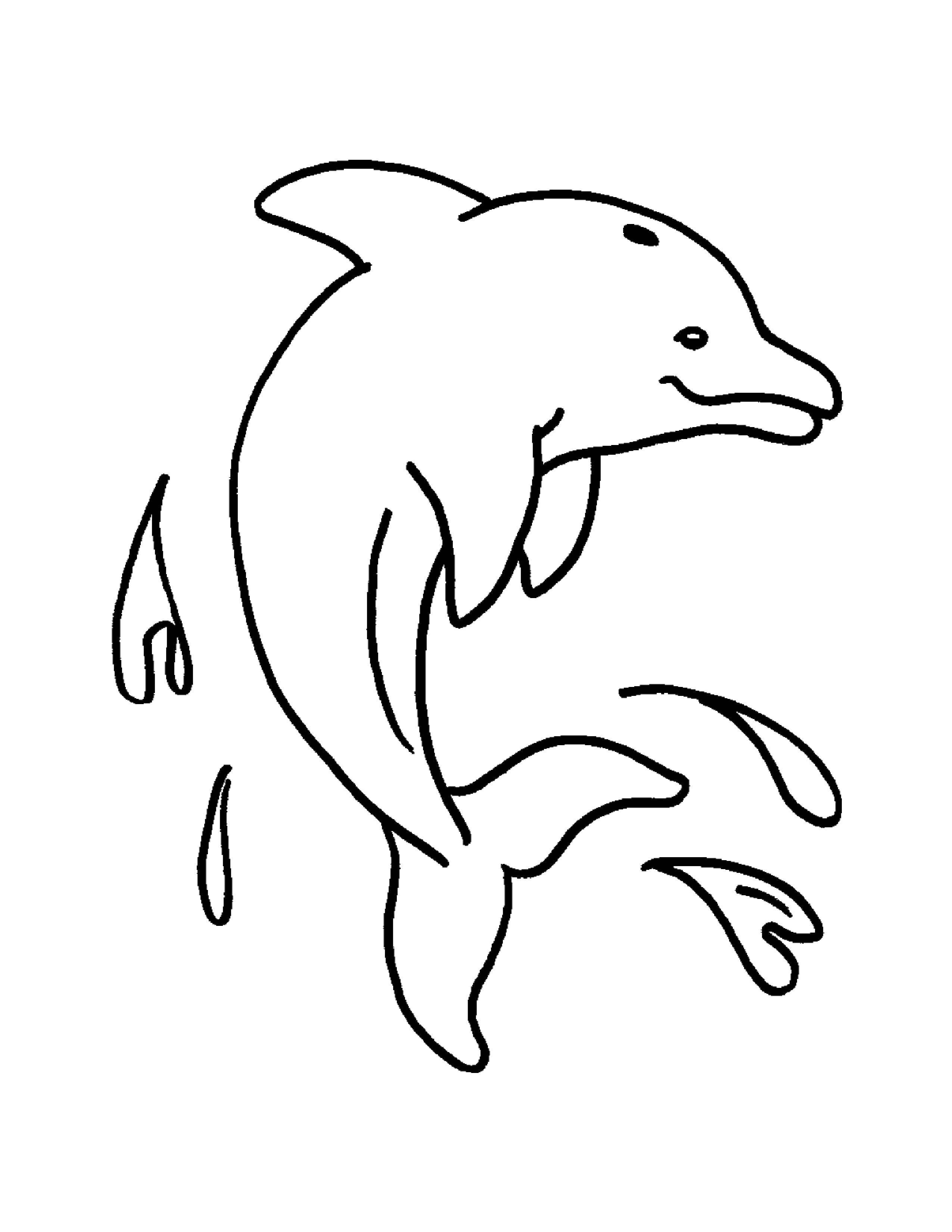   Капельки на дельфине