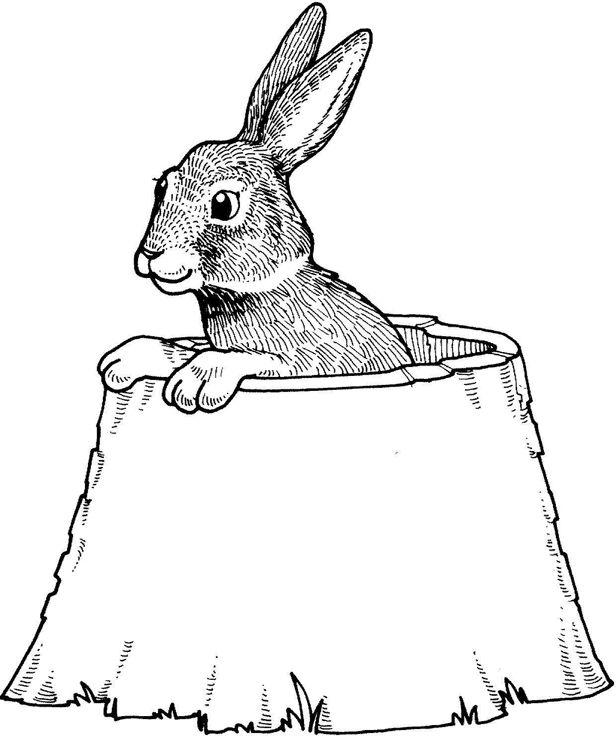Раскраски зайцы  Рисунок зайца в норе