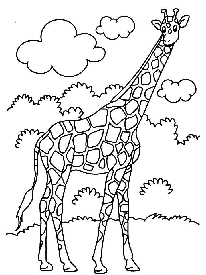 Раскраски жираф  Очень высокий жираф
