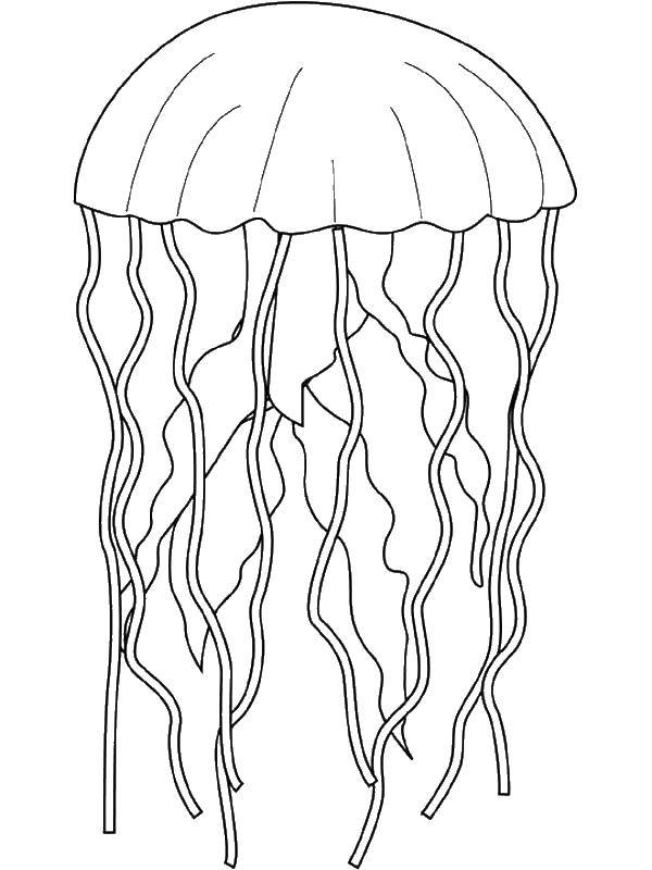   Прозрачная медуза