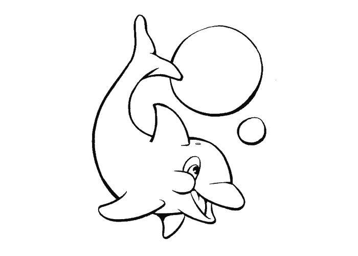   Игривый дельфинчик
