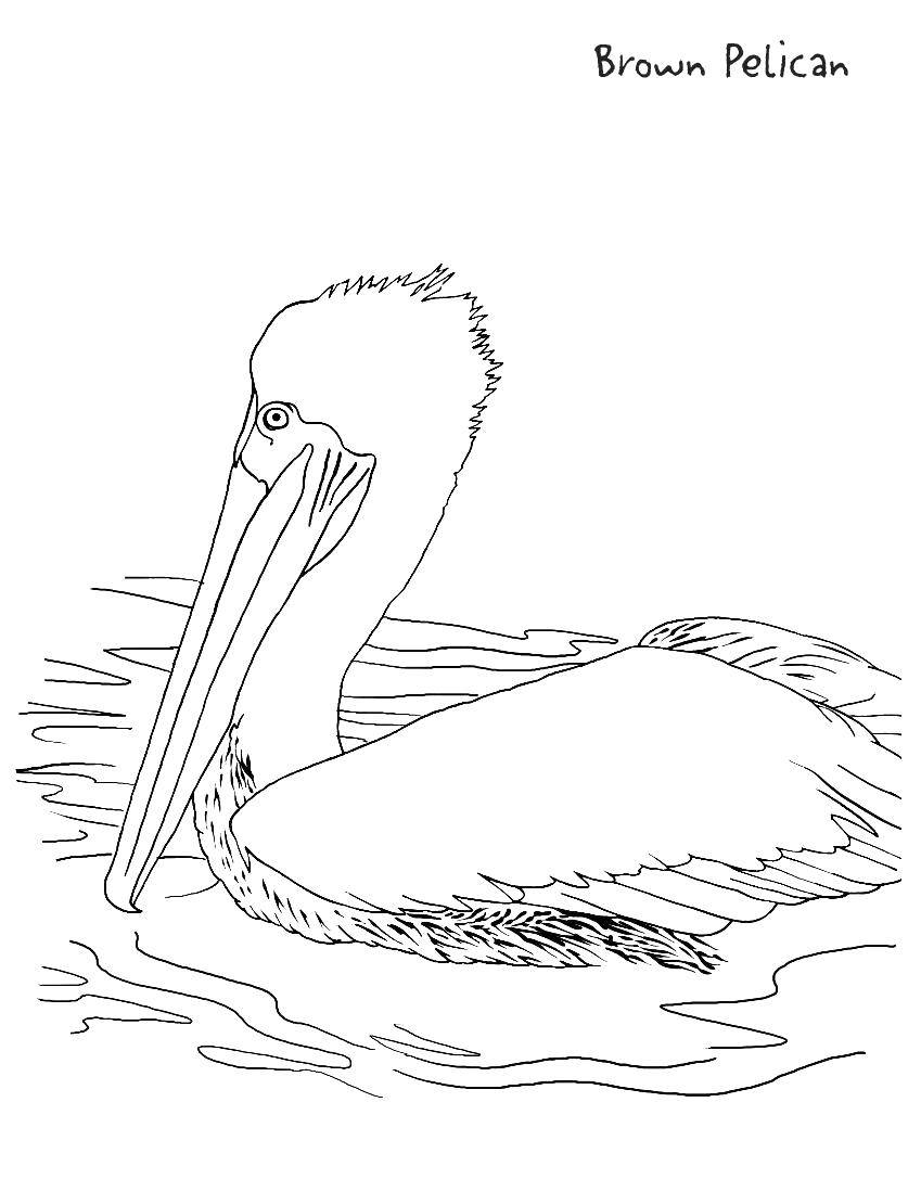   Коричневый пеликан