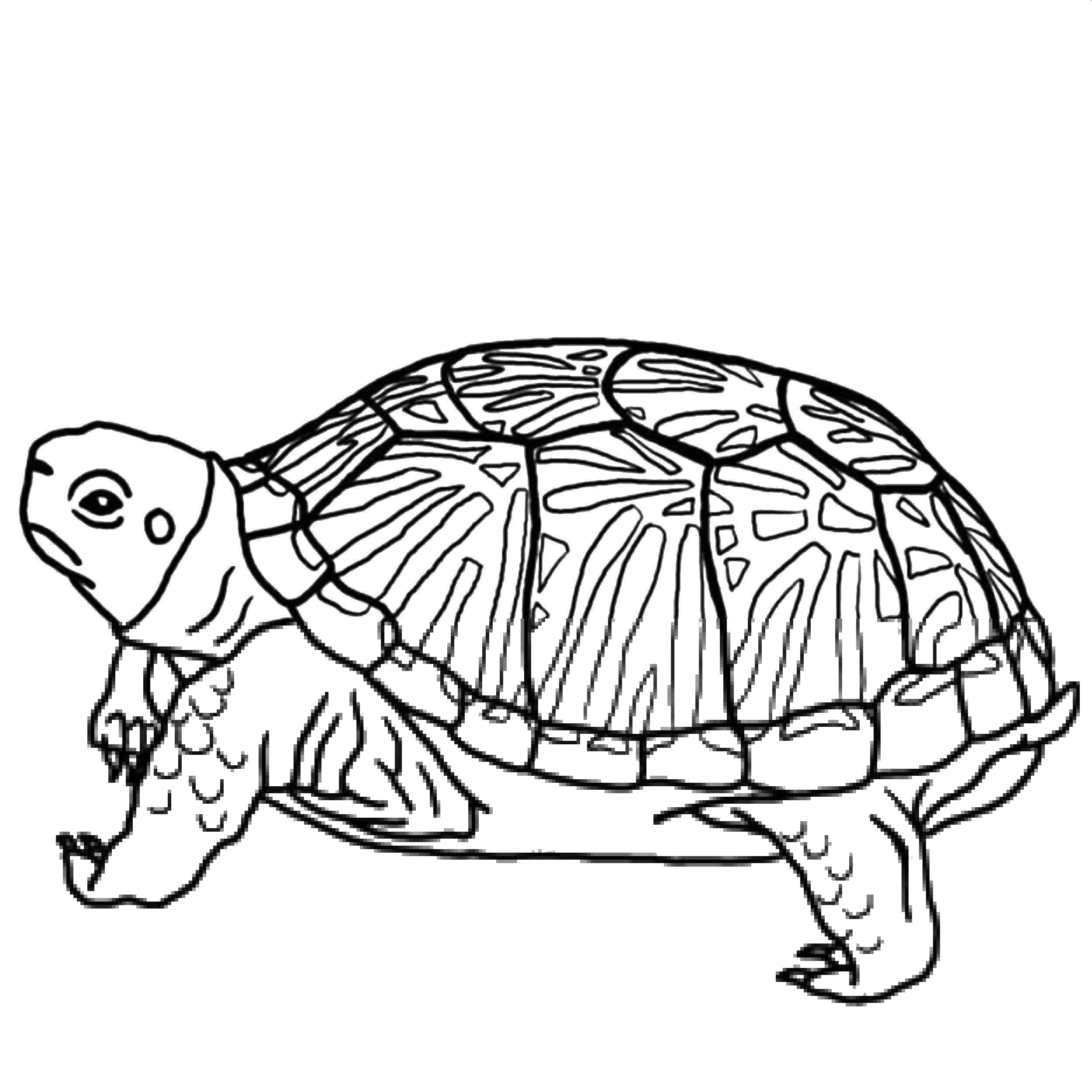   Морская черепаха