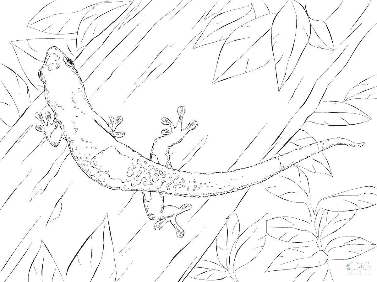 Раскраски ящерица  Ящерица на дереве