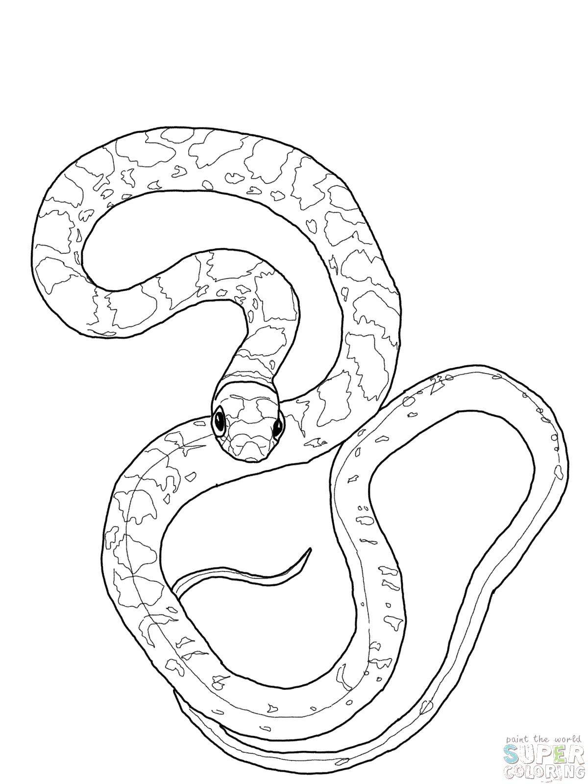 Раскраски змея  Длинная змейка
