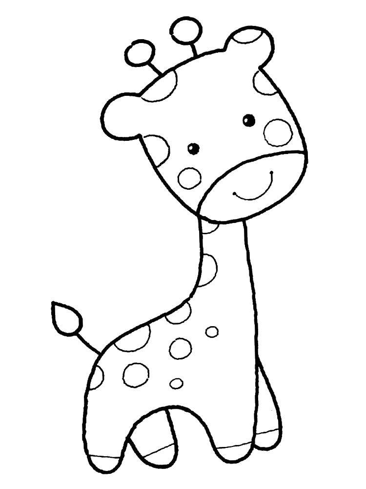 Раскраски жираф  Маленький жираф
