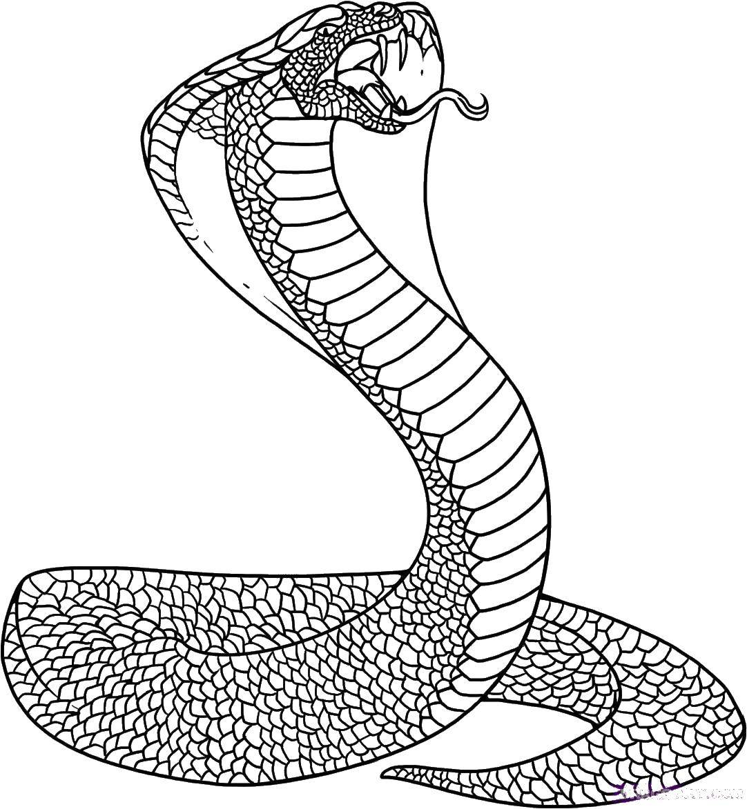 Раскраски змея  Огромная кобра