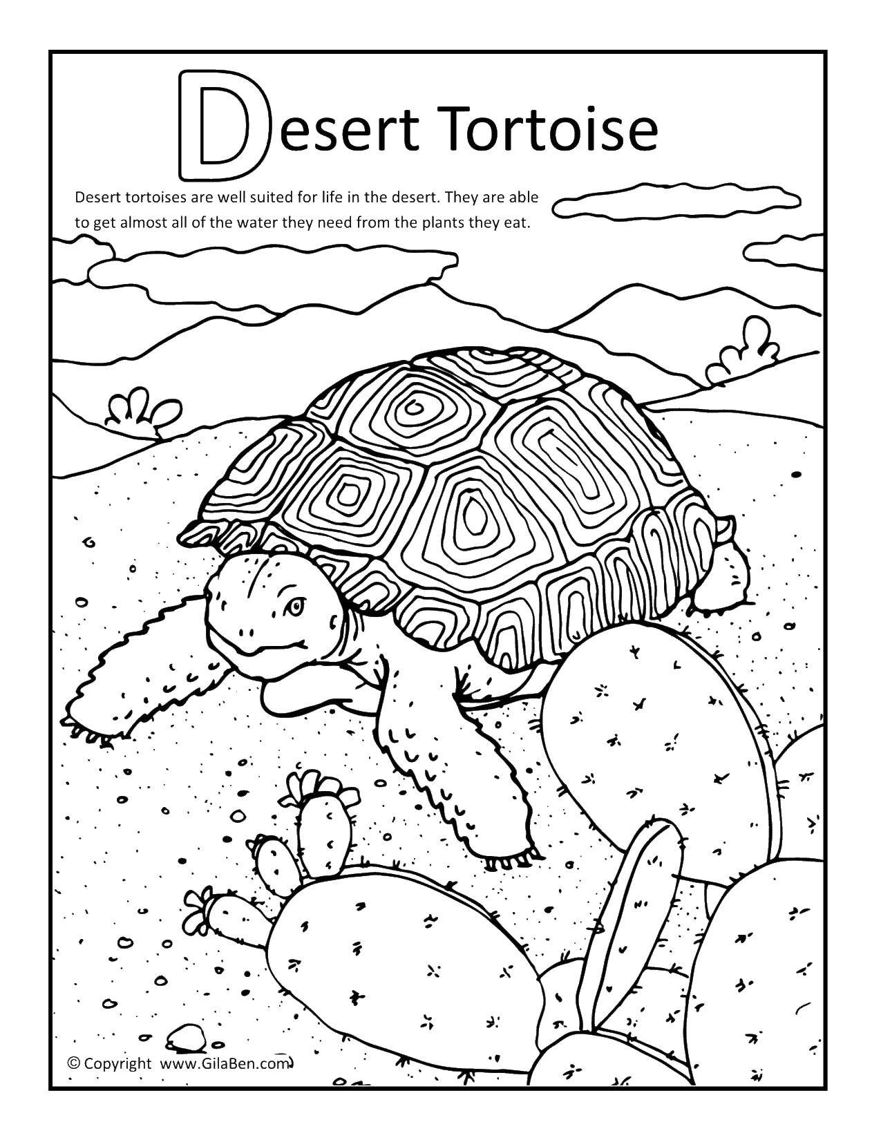   Пустынная черепаха