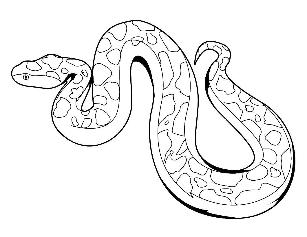 Раскраски змея  Пятнистая змейка