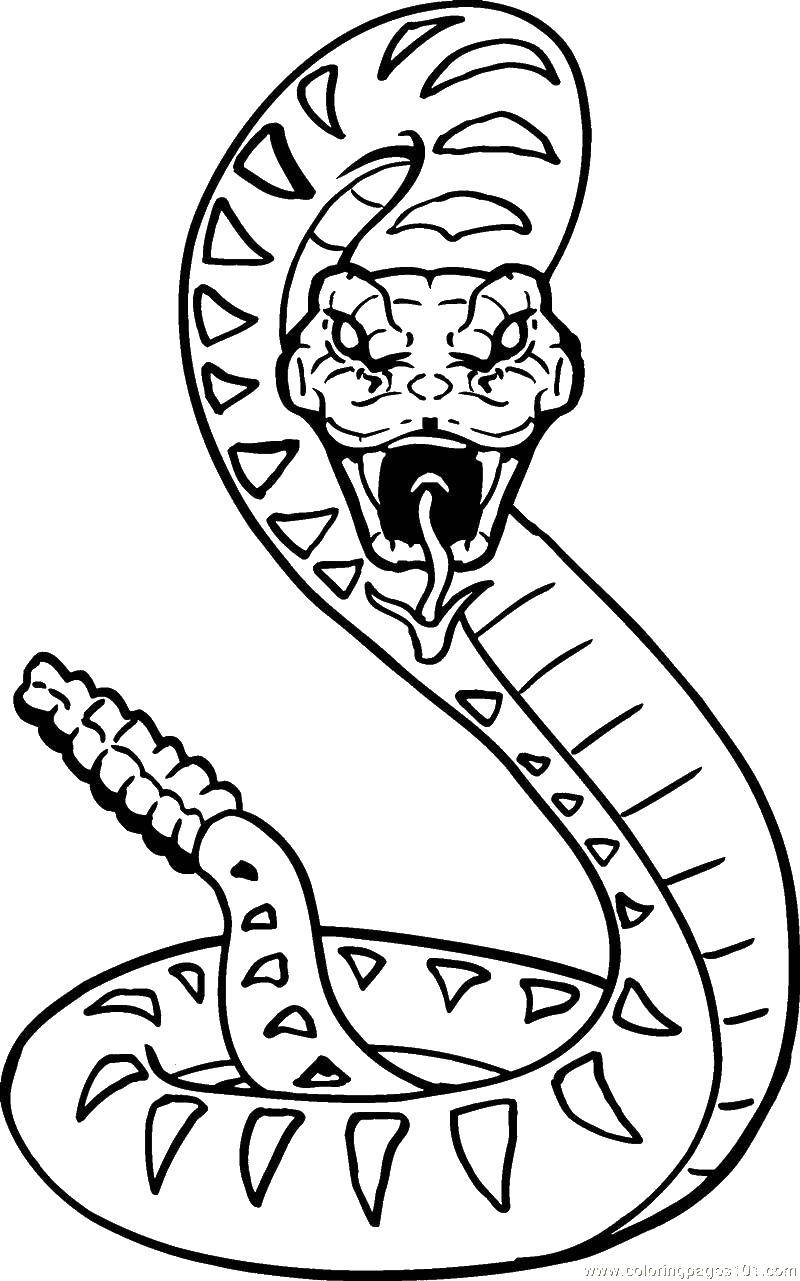 Раскраски змея  Злобная трещотка