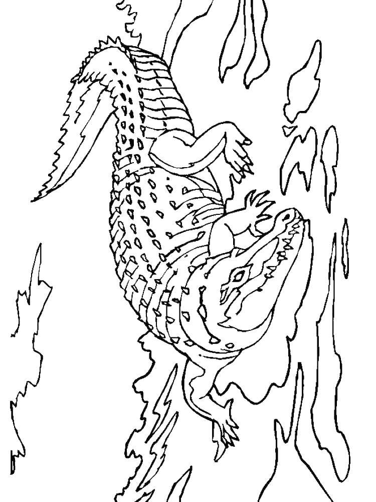Раскраски крокодил  Аллигатор в воде