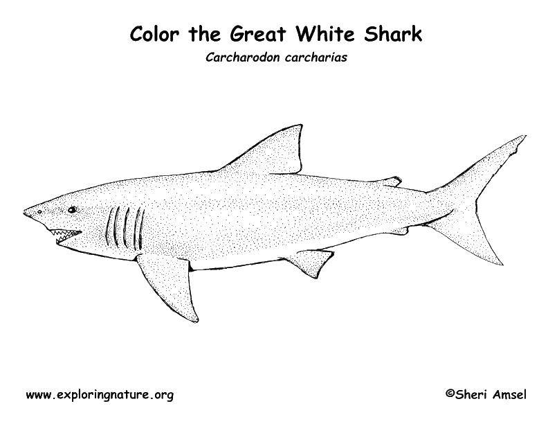   Белая акула