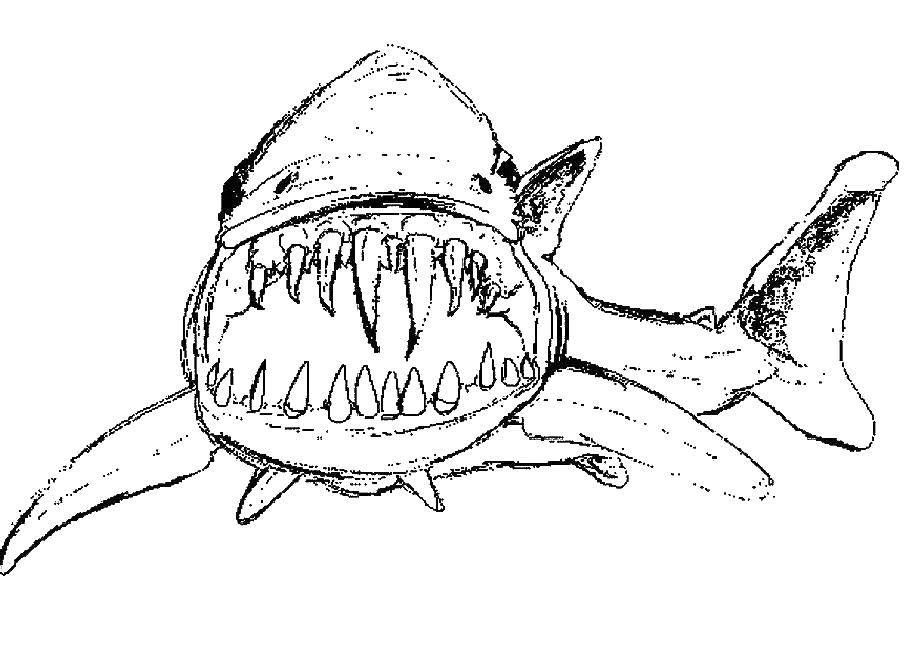   Клыкастая акула