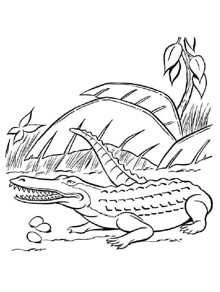 Раскраски крокодил  Крокодил в траве
