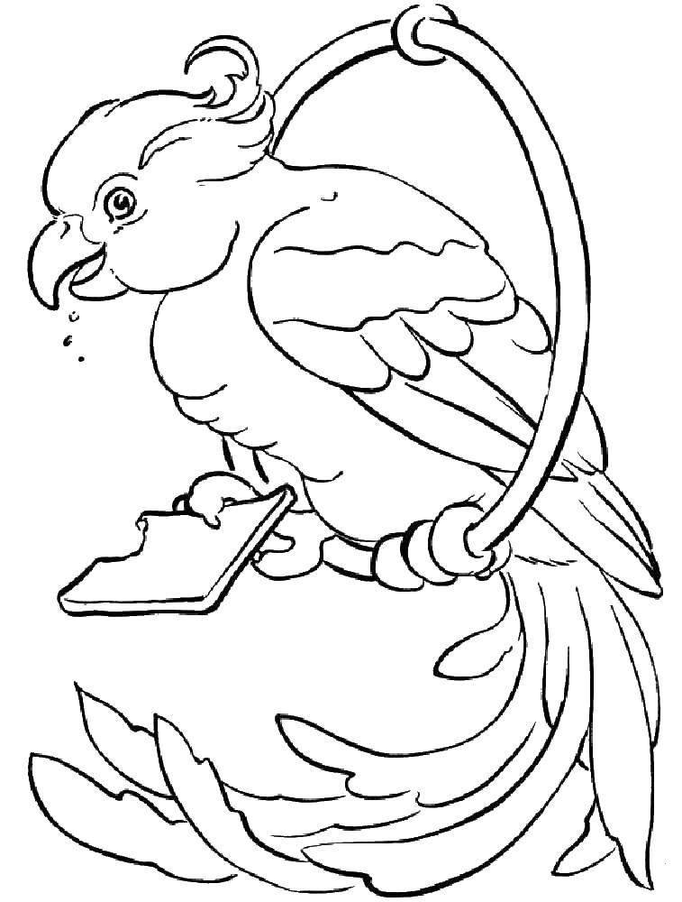 Раскраска попугай  Попугайчик ест печенье