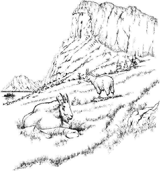   Козы в горах