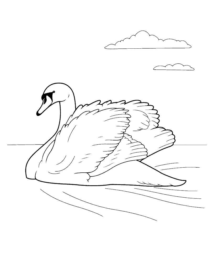 Раскраска лебедь  Лебедь в озере