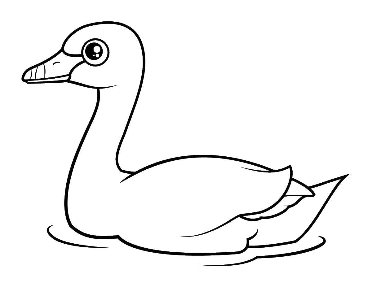 Раскраска лебедь  Лебедь в воде