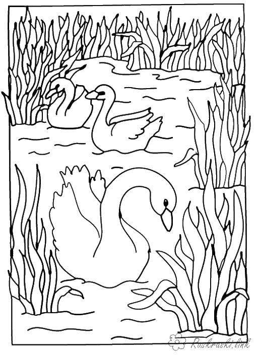 Раскраска лебедь  Лебеди на озере