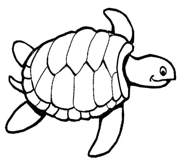   Морская черепашка
