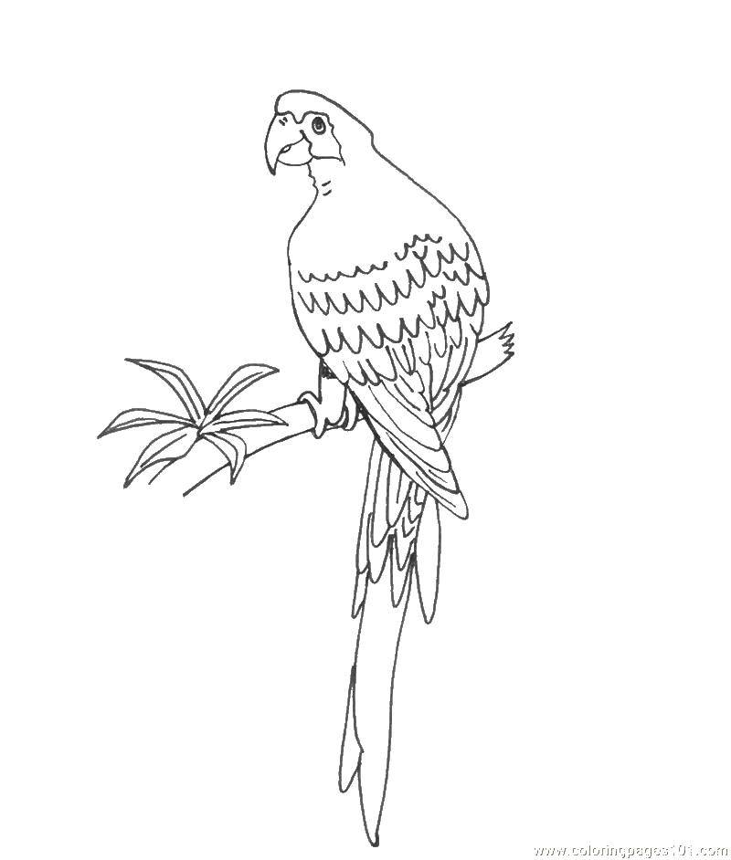 Раскраска попугай  Попугайчик на жердочке