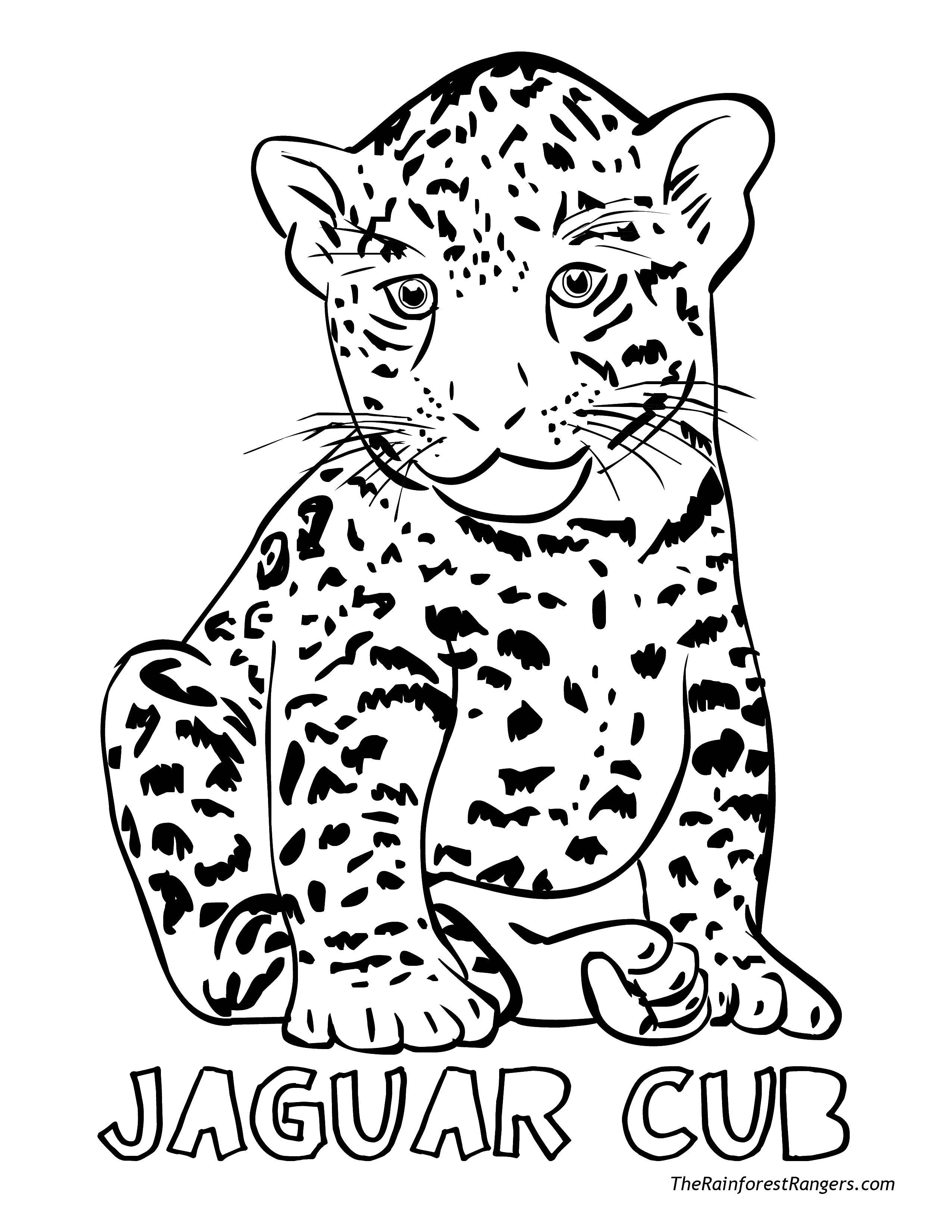Раскраски ягуар   Детёныш ягуара