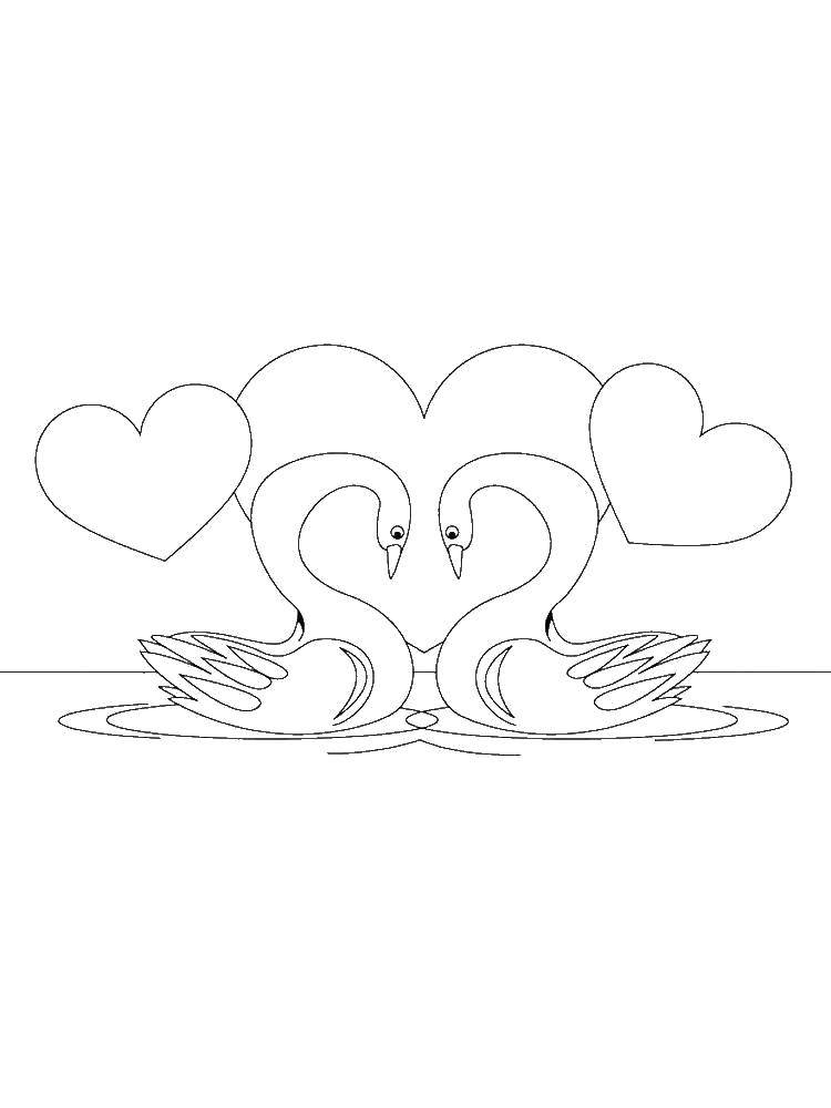 Раскраска лебедь  Два влюбленных лебедя