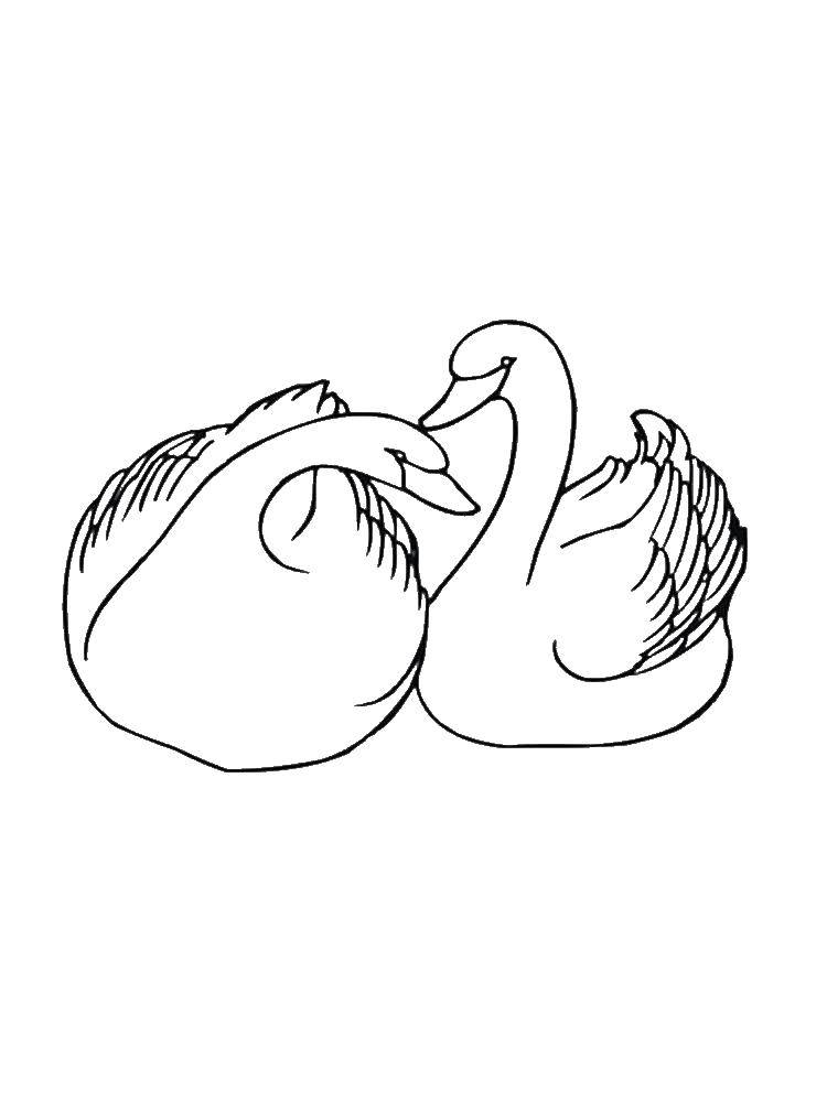   Два влюбленных лебедя