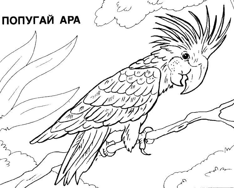 Раскраска попугай  Попугай ара