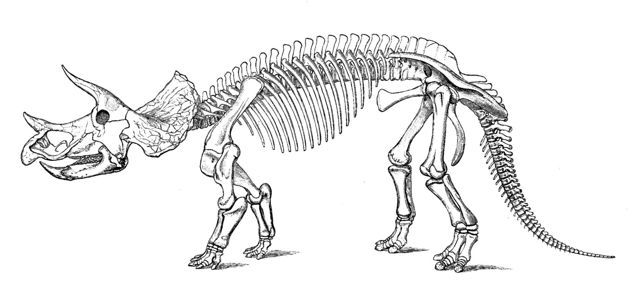   Скелет трицератопса