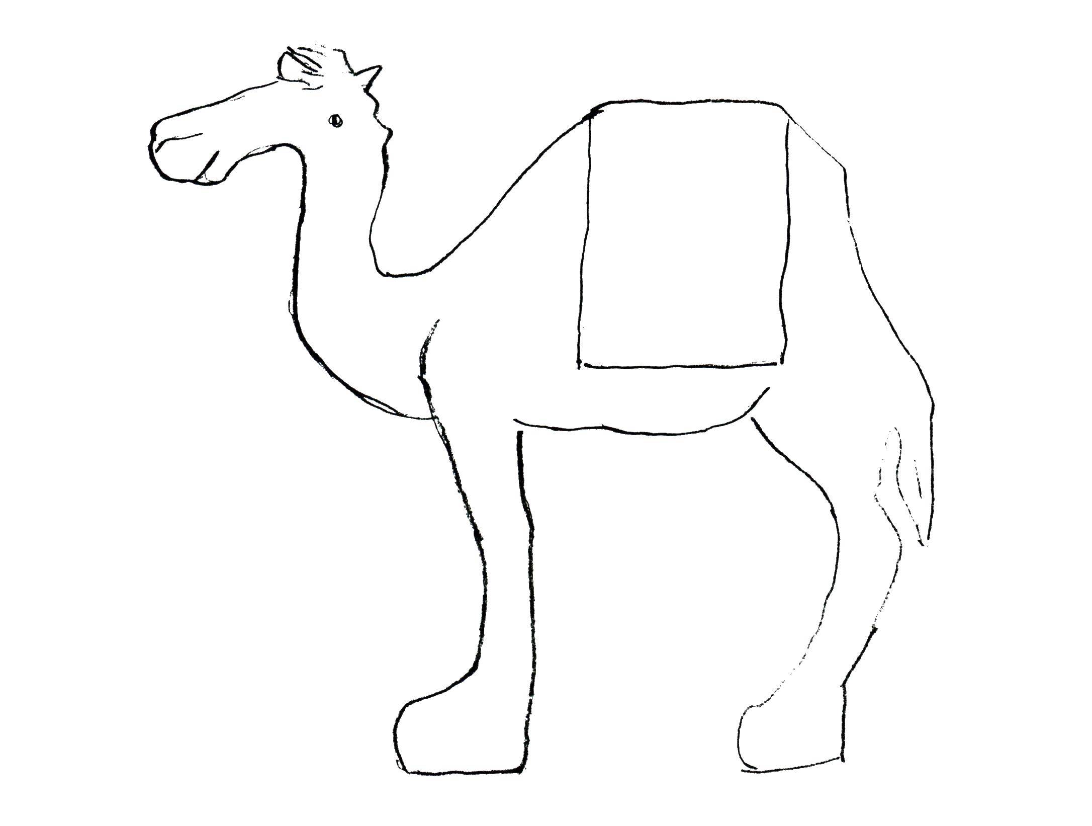   Верблюд одногорбый
