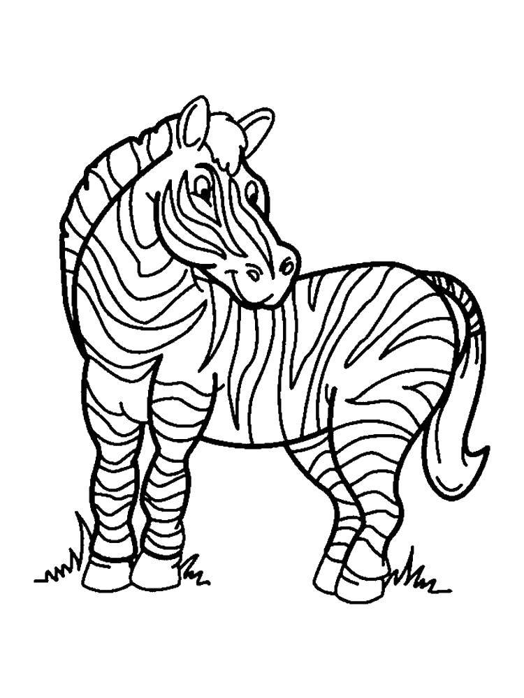 Раскраски зебры  Игривая зебра