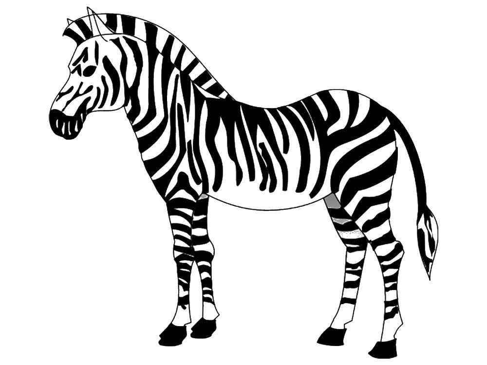 Раскраски зебры  Красивая зебра