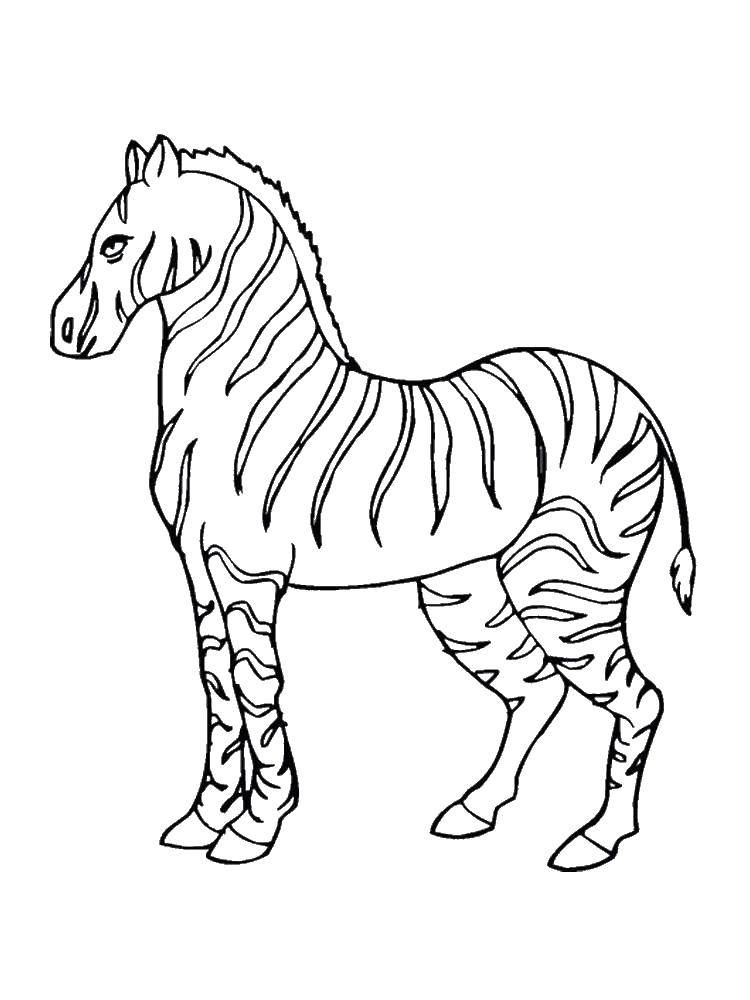 Раскраски зебры  Сильная зебра
