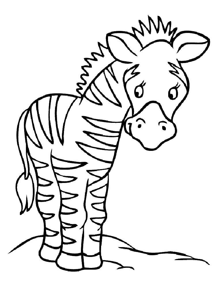 Раскраски зебры  Стеснительная зебра