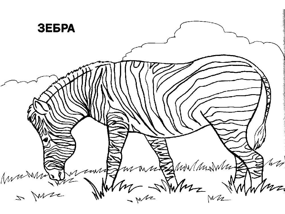 Раскраски зебры  Зебра любит траву
