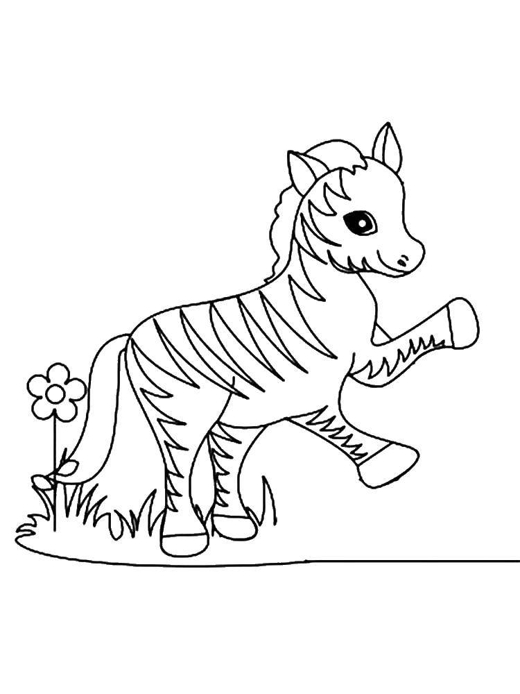 Раскраски зебры  Зебра у цветочка
