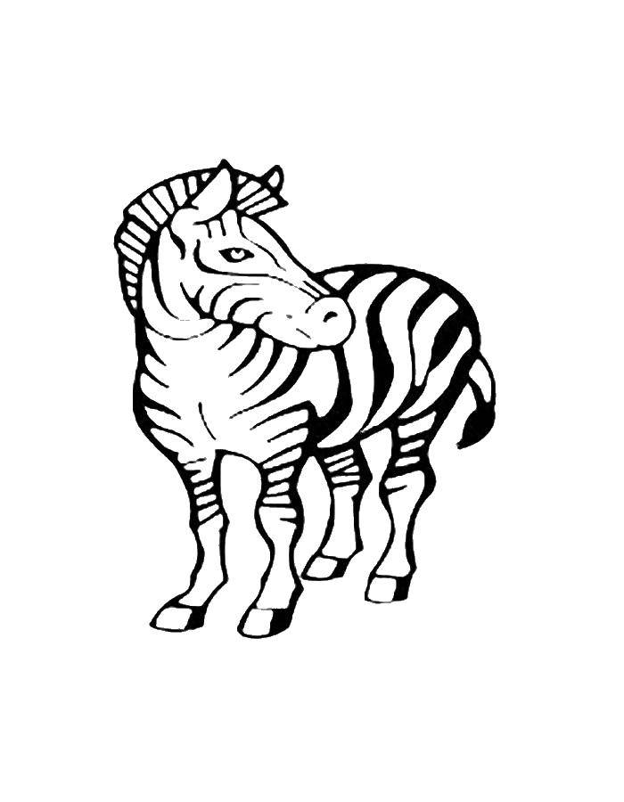 Раскраски зебры  зебра в полосках