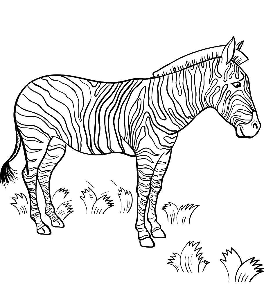 Раскраски зебры  Красотка зебра
