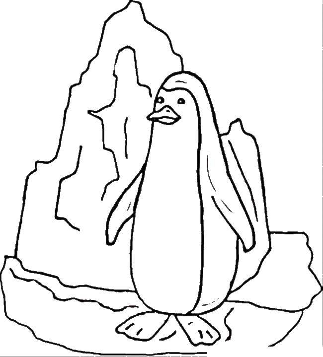 Раскраска с пингвинами  Пингвин на айсберге