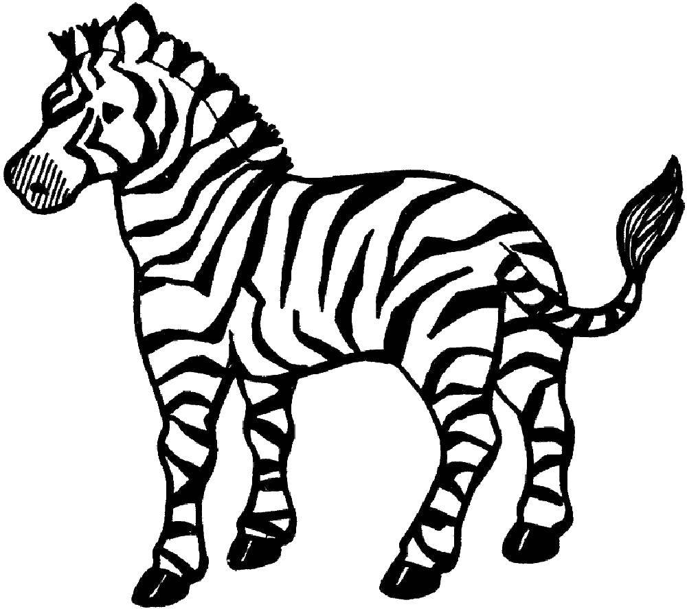 Раскраски зебры  Полосатик