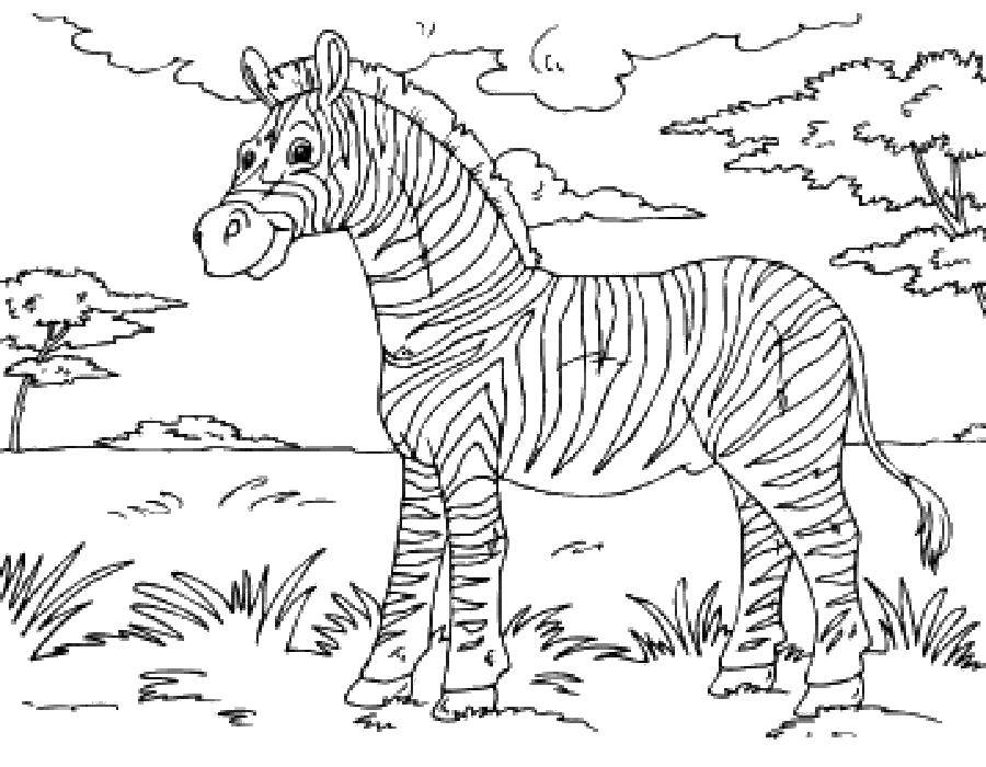 Раскраски зебры  Счастливая зебра