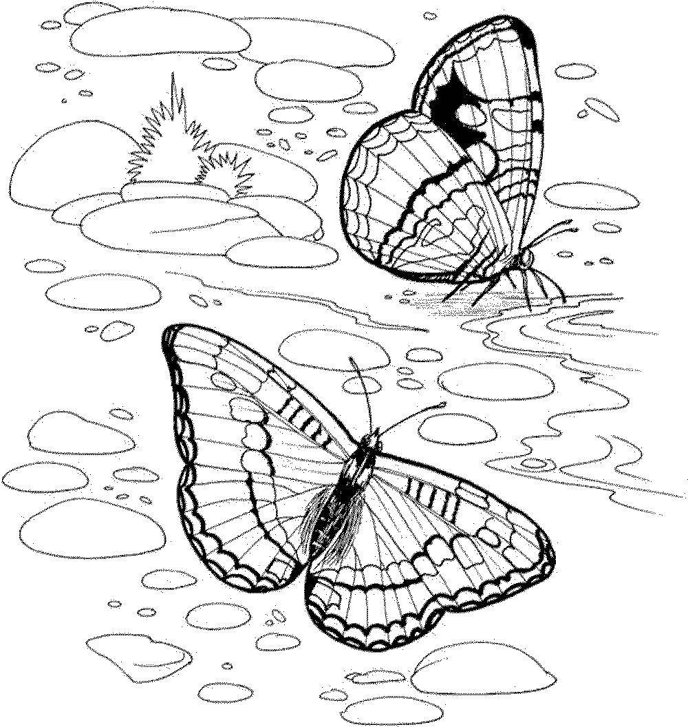   Бабочки на пруду