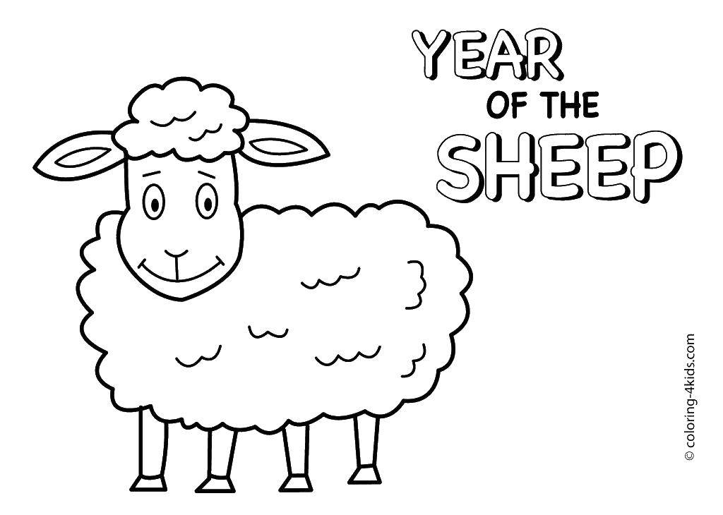   Год овцы