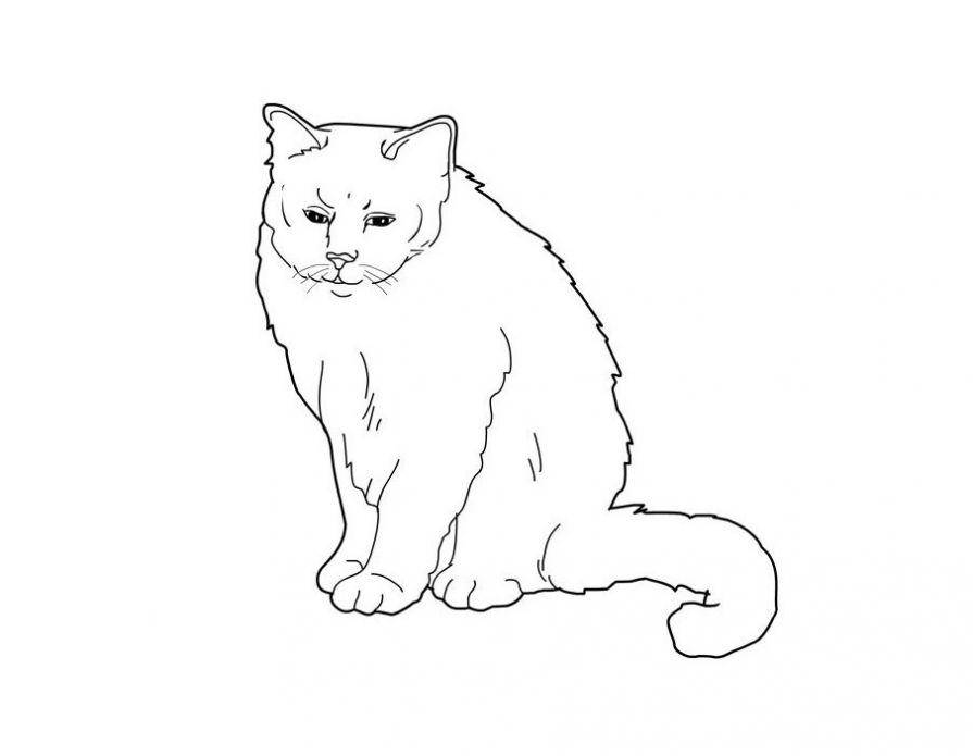   Рисунок серьезного кота