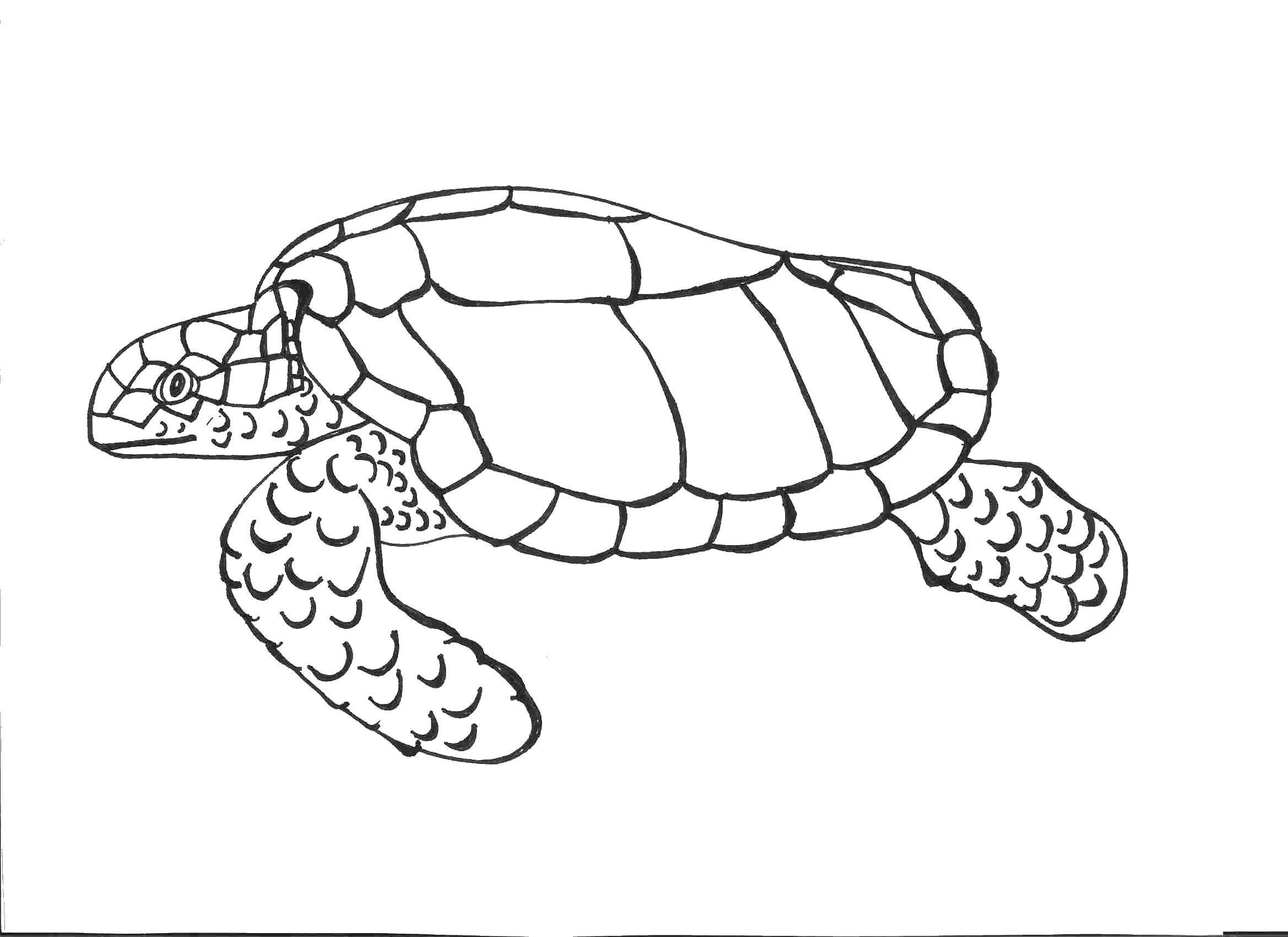   Старая морская черепаха