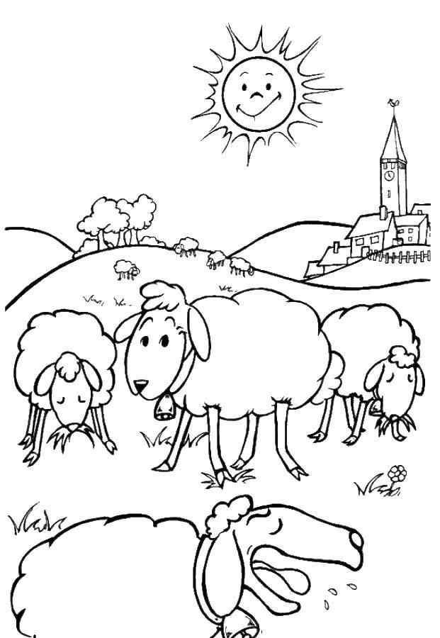   Овцы пасутся на лугу